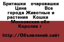 Бриташки - очаровашки.  › Цена ­ 3 000 - Все города Животные и растения » Кошки   . Московская обл.,Королев г.